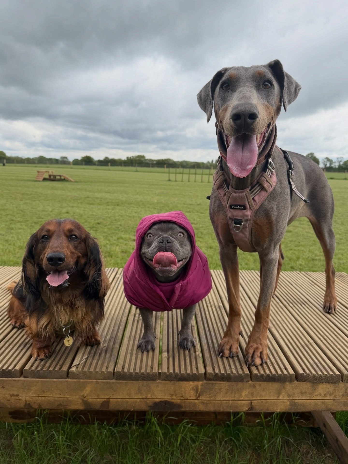 Dogs out with Wright's Dog Walking