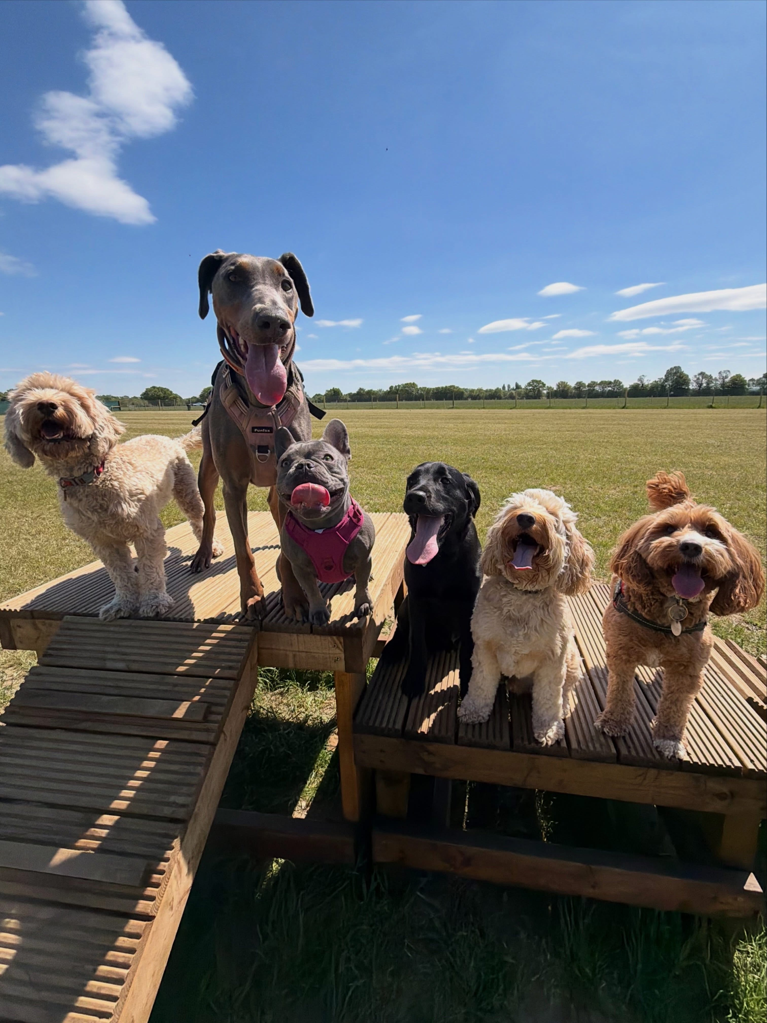Dogs out with Wright's Dog Walking