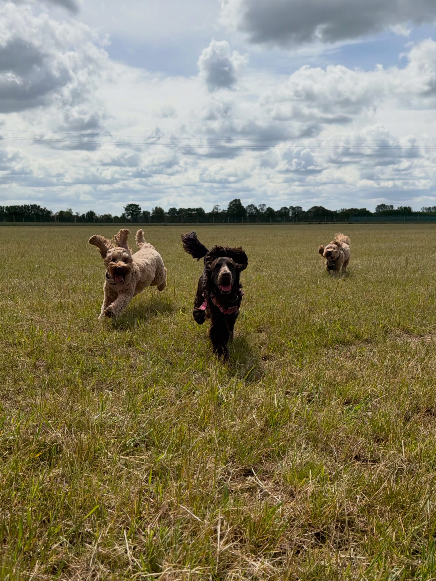 Dogs out with Wright's Dog Walking