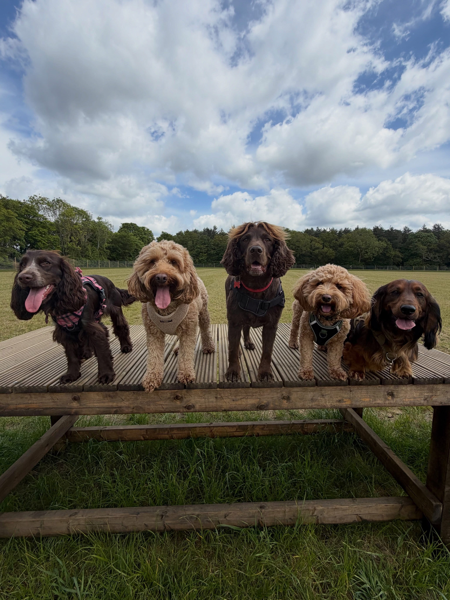 Dogs out with Wright's Dog Walking