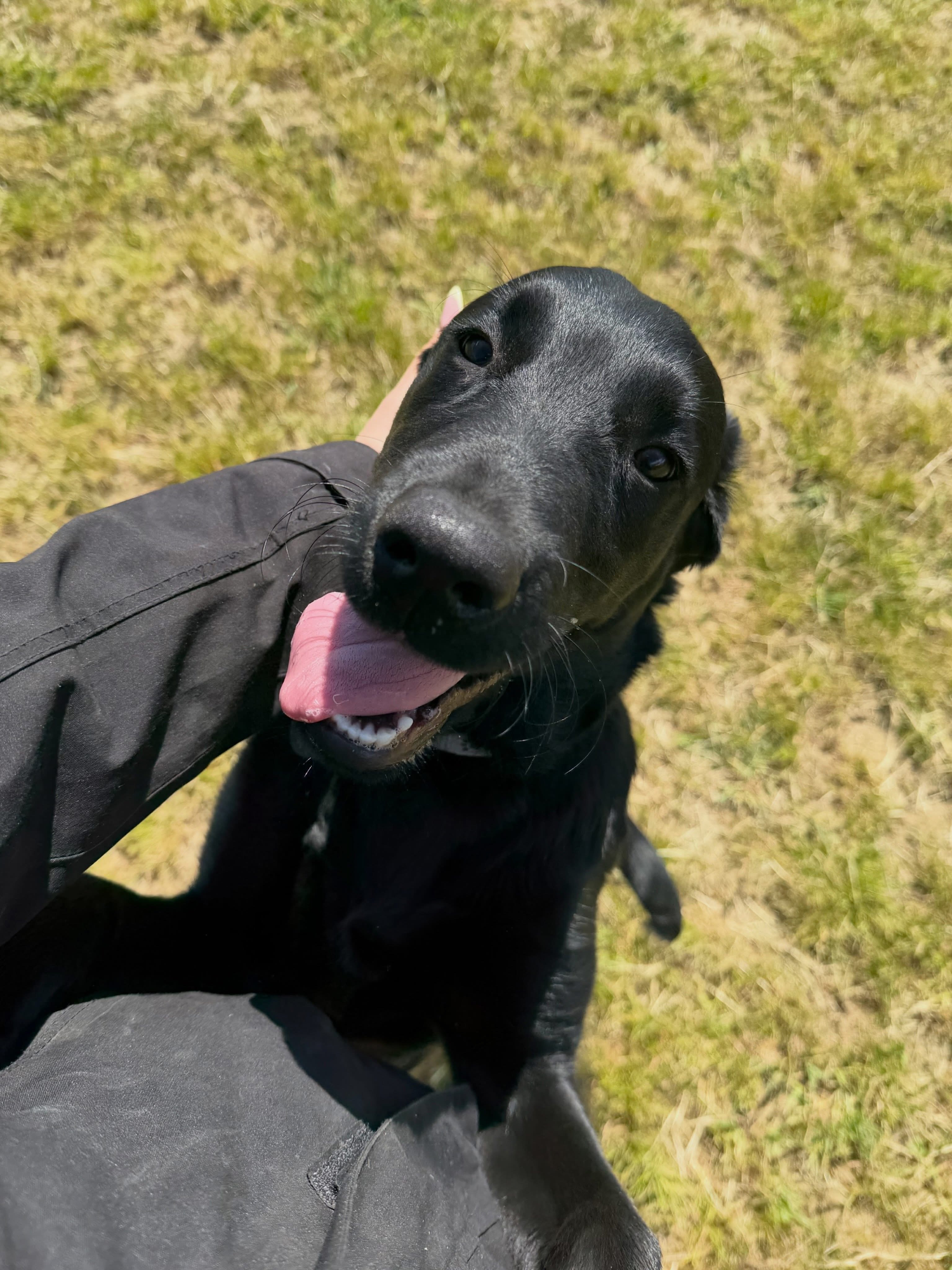 Dogs out with Wright's Dog Walking
