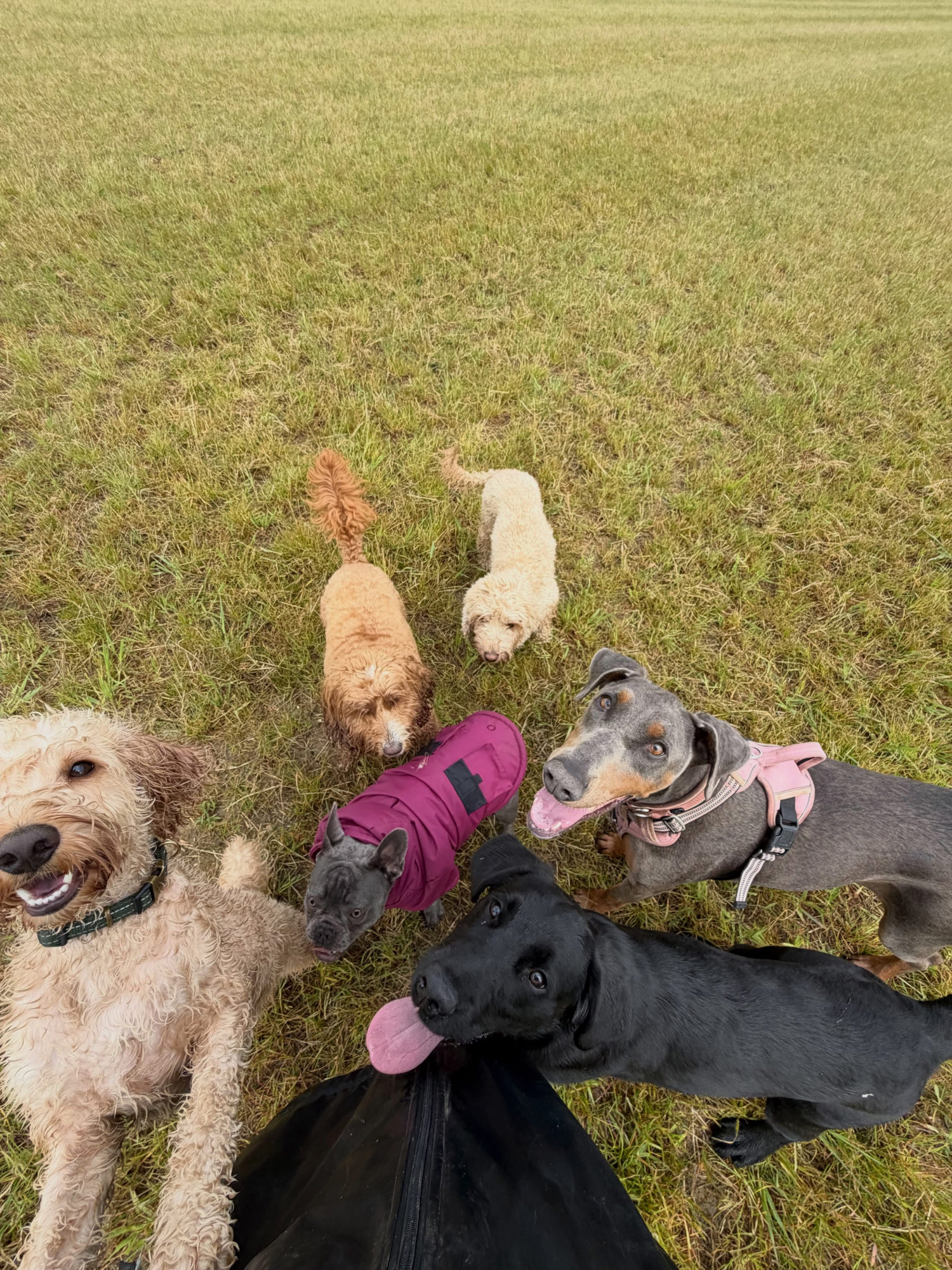 Dogs out with Wright's Dog Walking