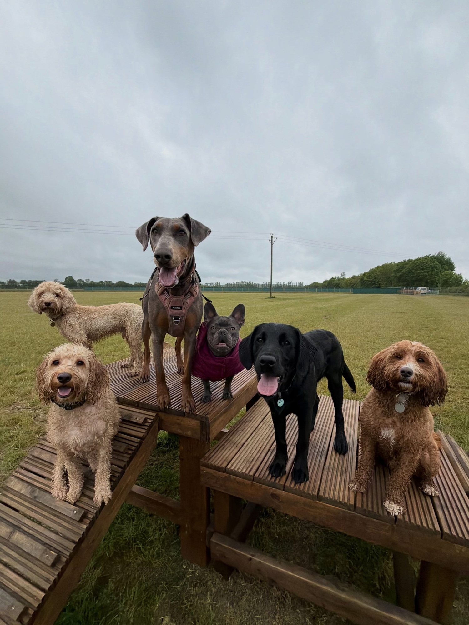 Dogs out with Wright's Dog Walking