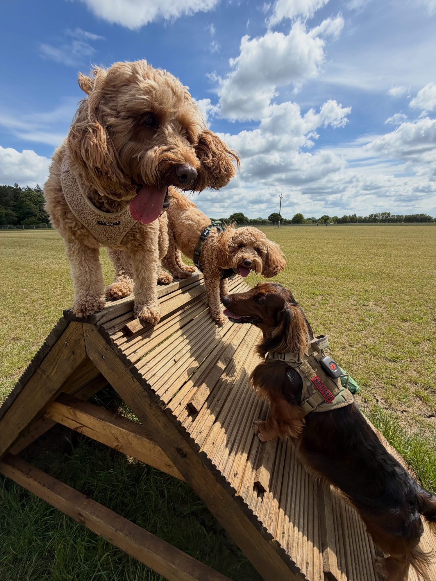 Dogs out with Wright's Dog Walking