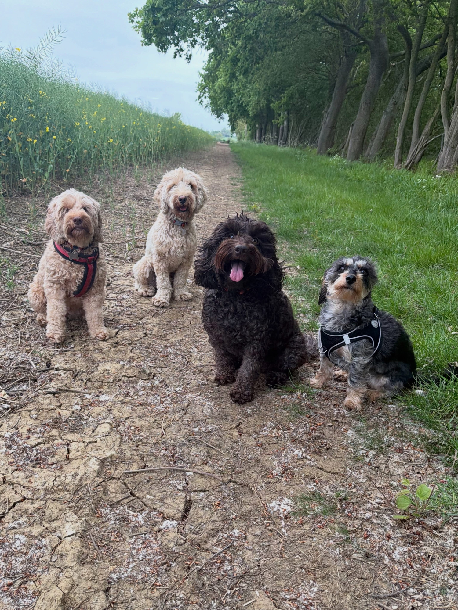 Dogs out with Wright's Dog Walking