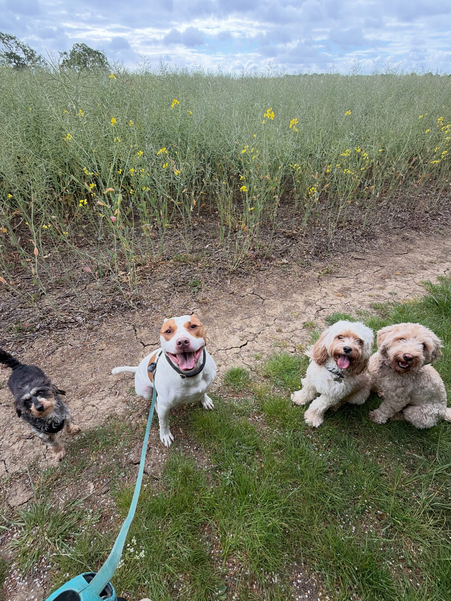 Dogs out with Wright's Dog Walking