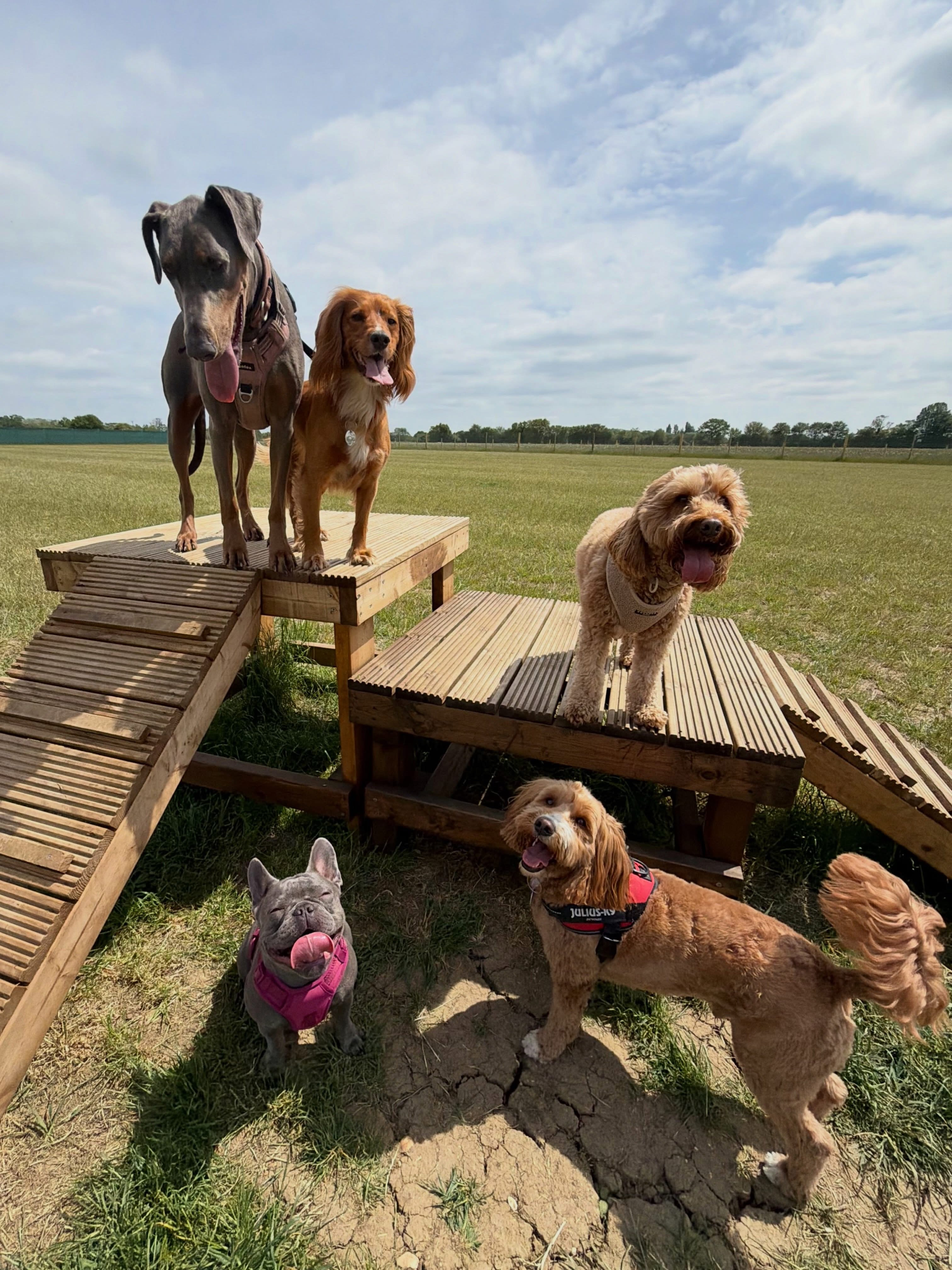 Dogs out with Wright's Dog Walking
