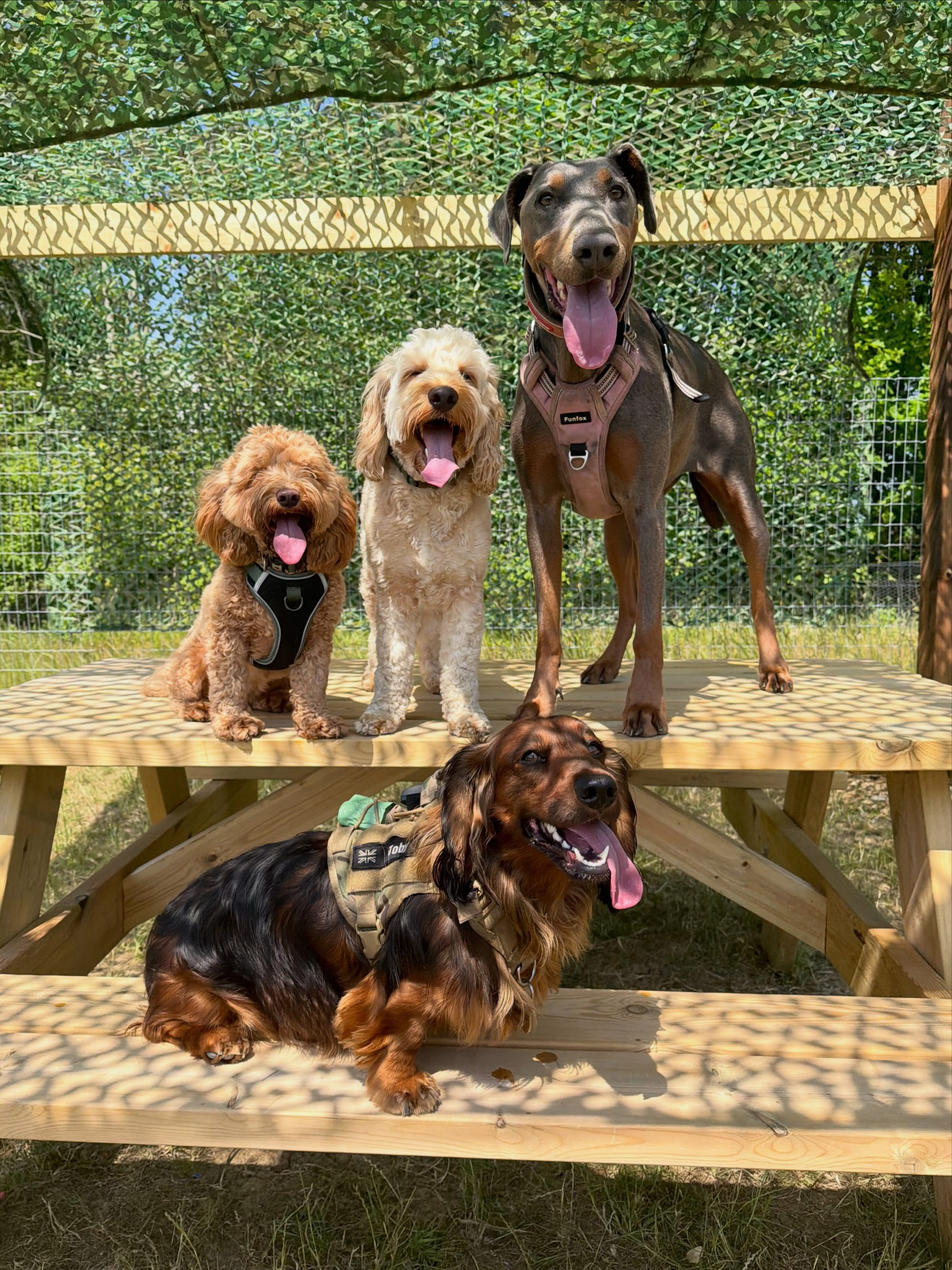 Dogs out with Wright's Dog Walking