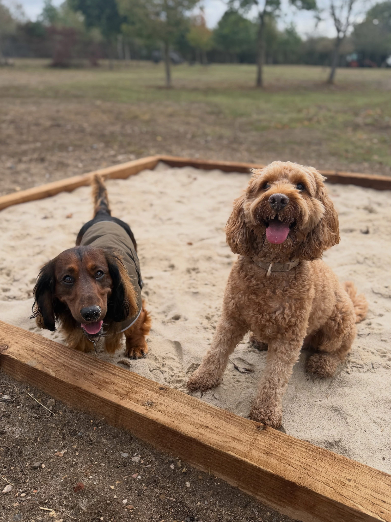 Dogs out with Wright's Dog Walking