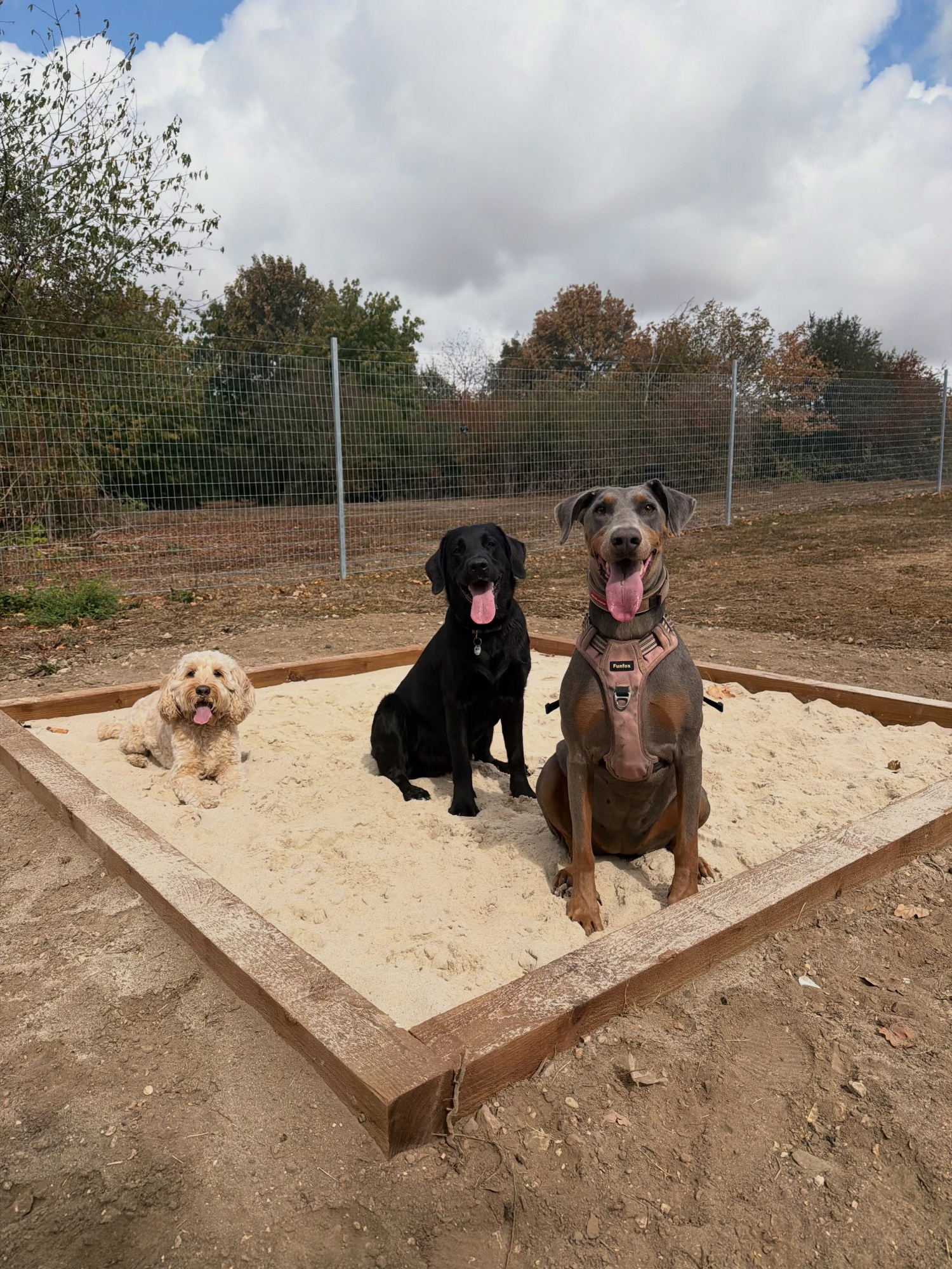Dogs out with Wright's Dog Walking