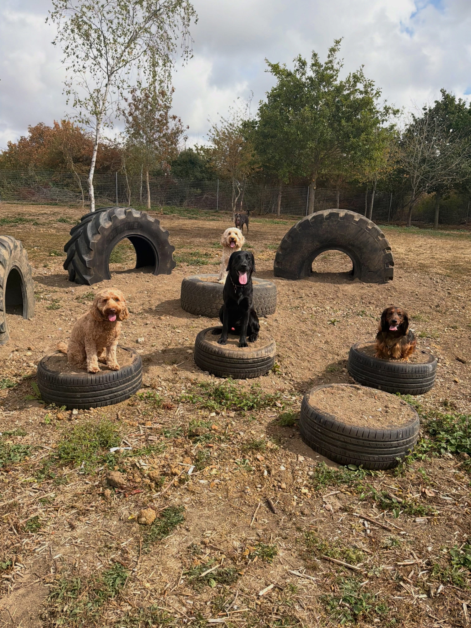 Dogs out with Wright's Dog Walking