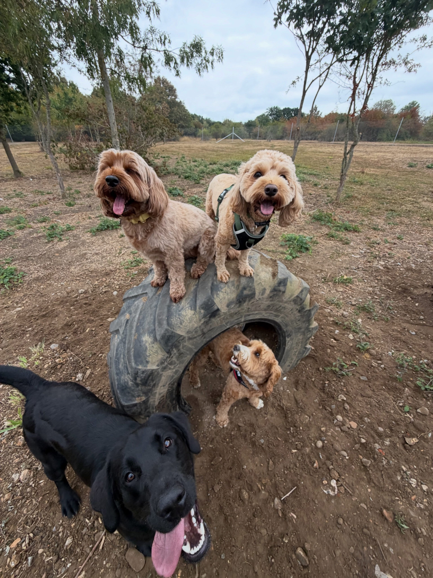 Dogs out with Wright's Dog Walking