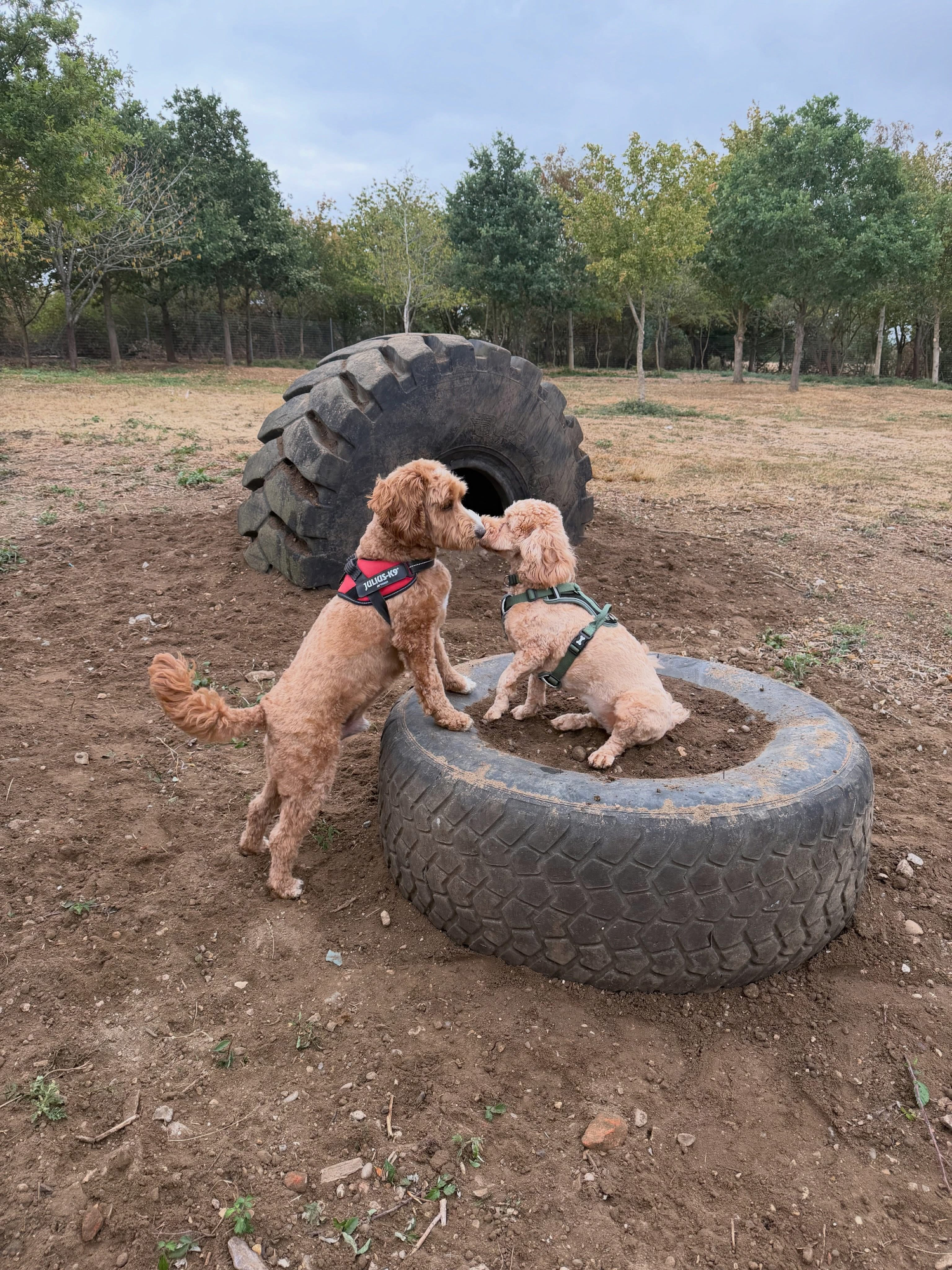 Dogs out with Wright's Dog Walking