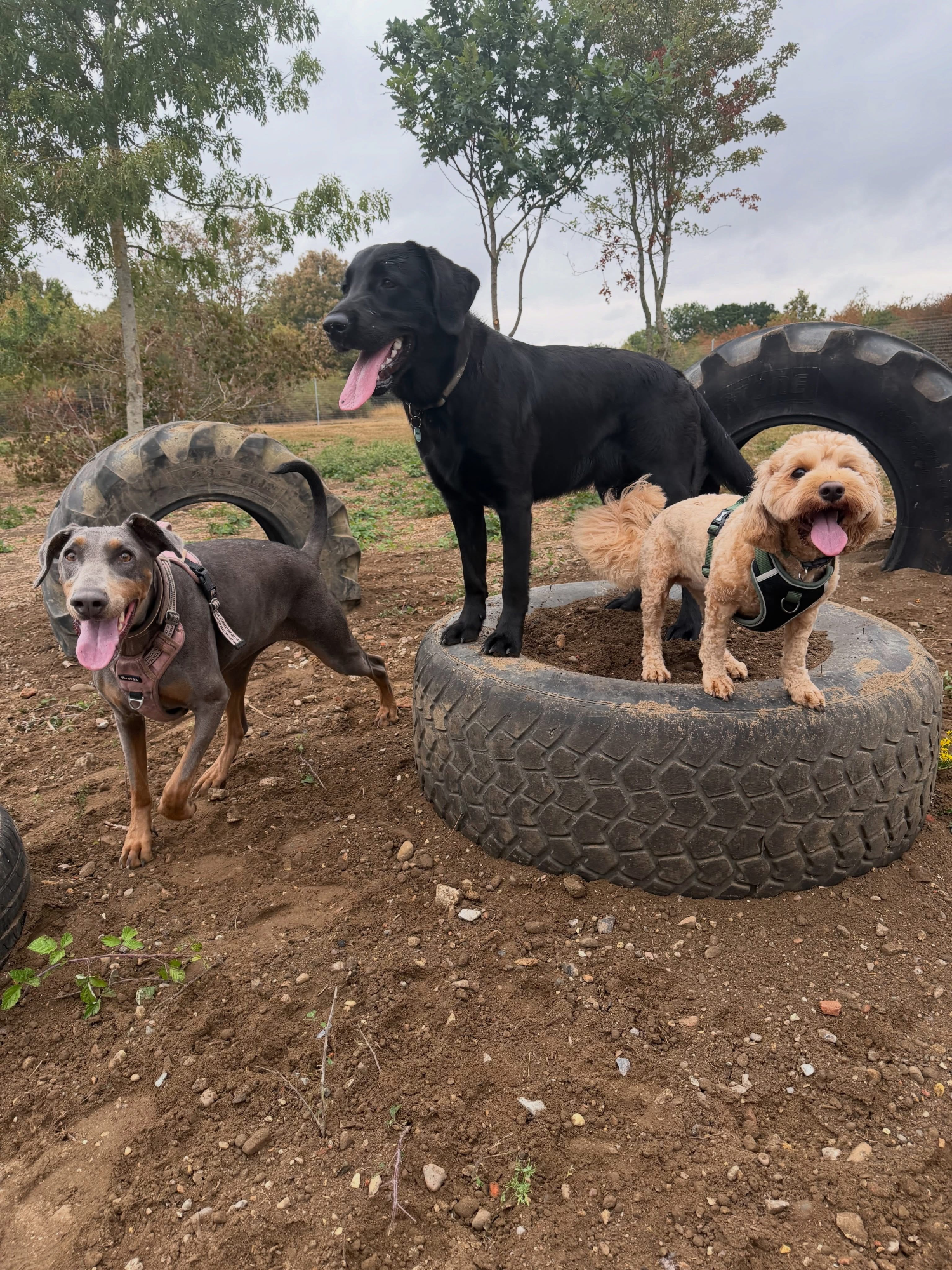 Dogs out with Wright's Dog Walking