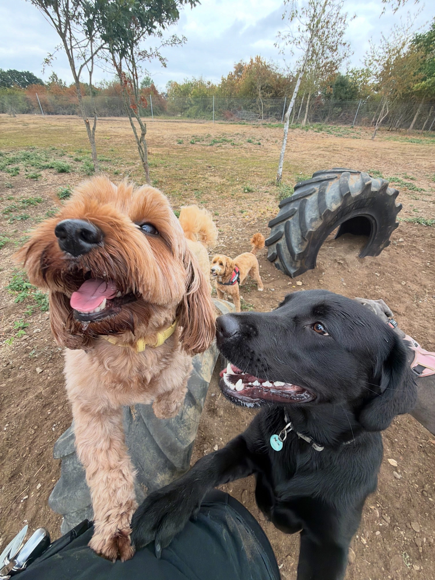 Dogs out with Wright's Dog Walking