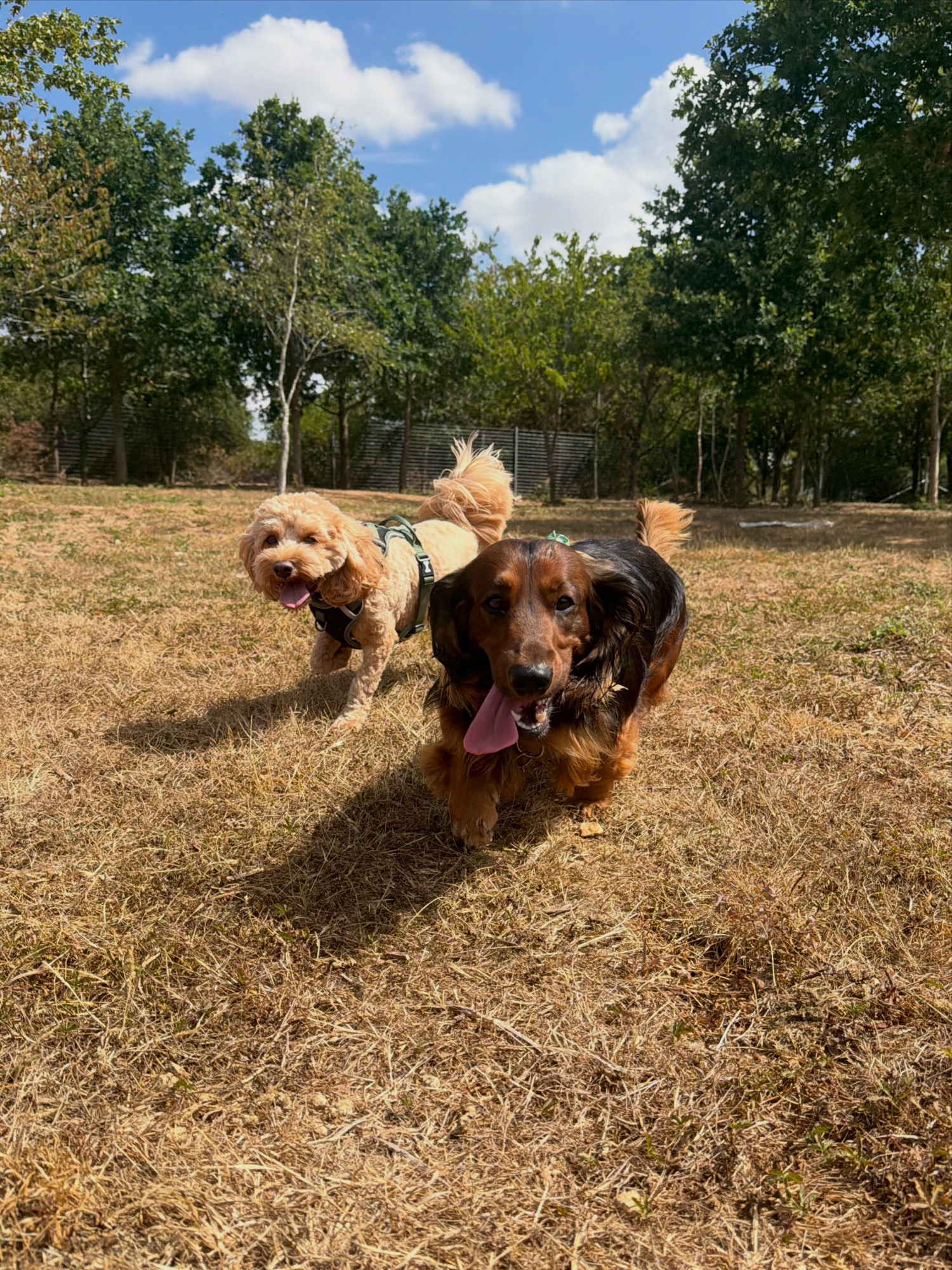 Dogs out with Wright's Dog Walking