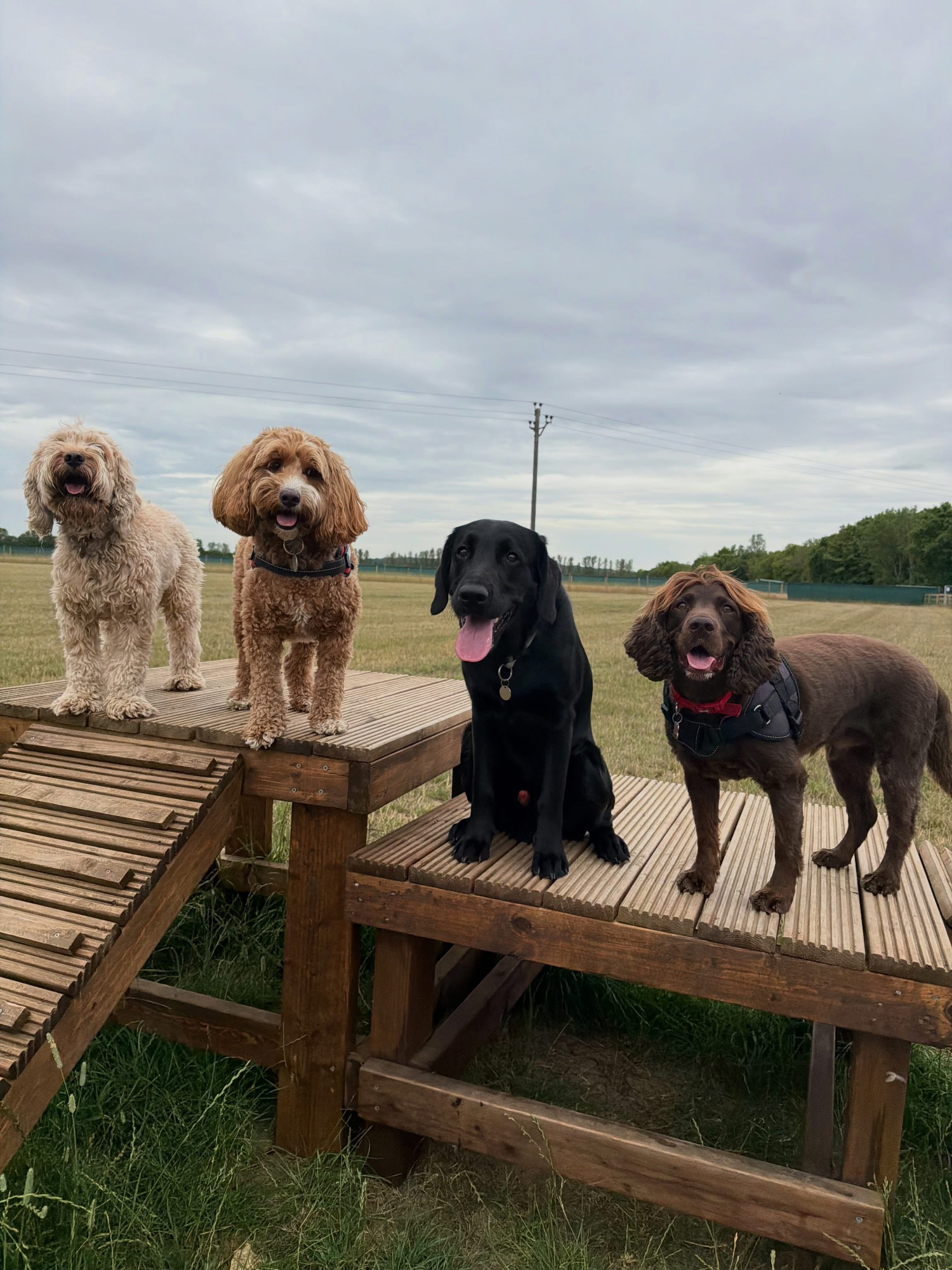 Dogs out with Wright's Dog Walking