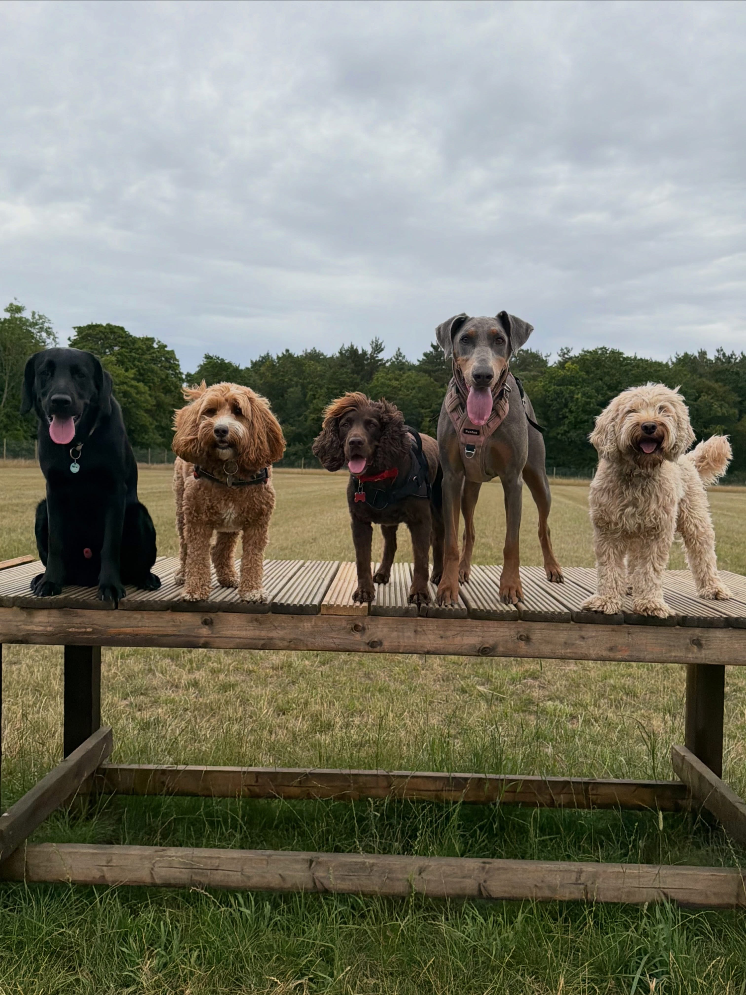 Dogs out with Wright's Dog Walking
