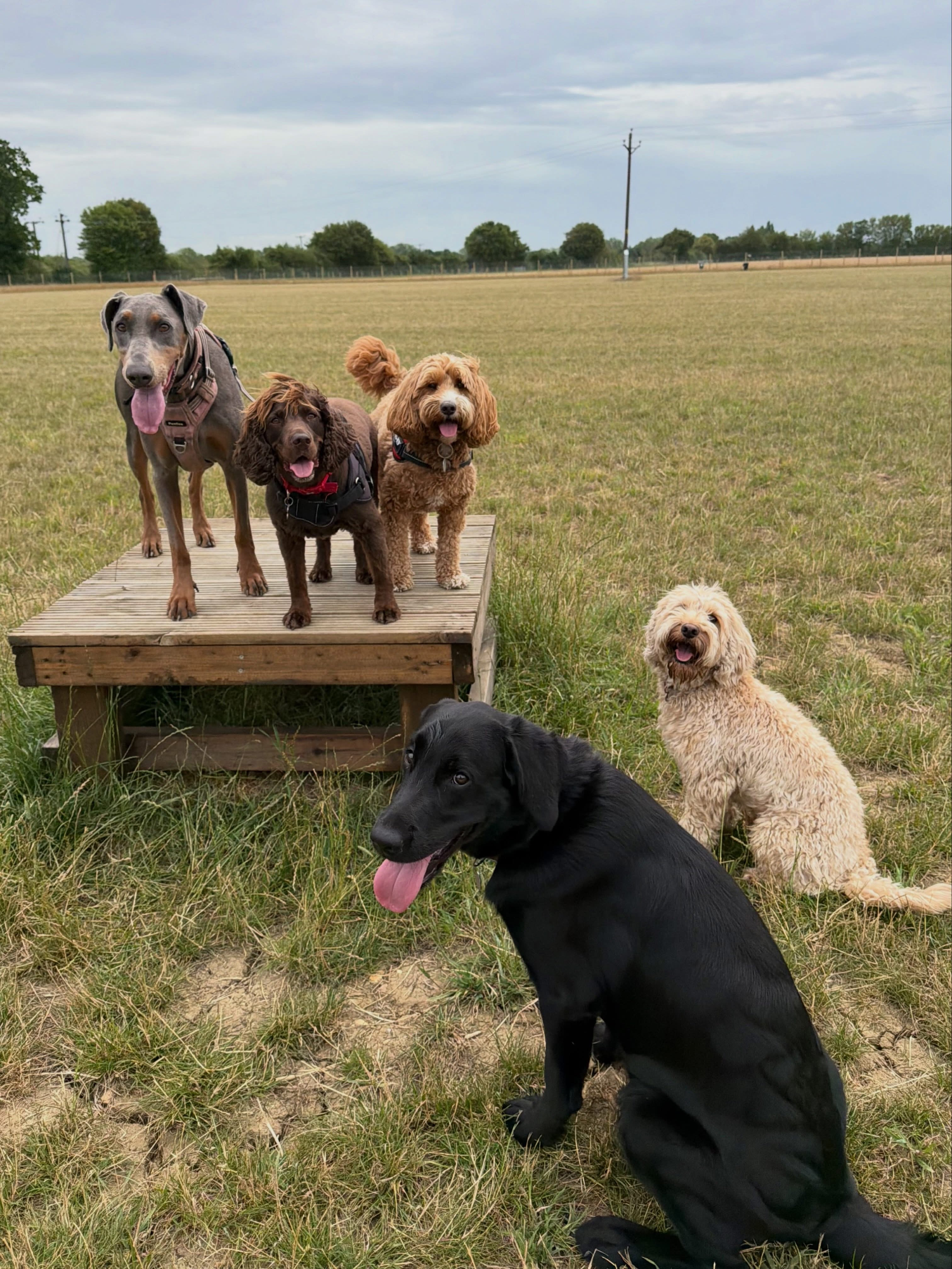 Dogs out with Wright's Dog Walking