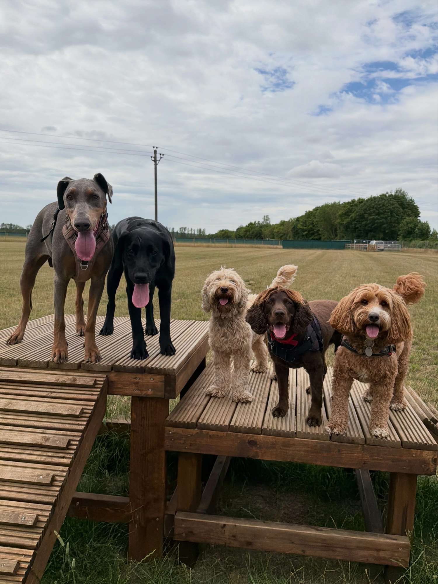 Dogs out with Wright's Dog Walking