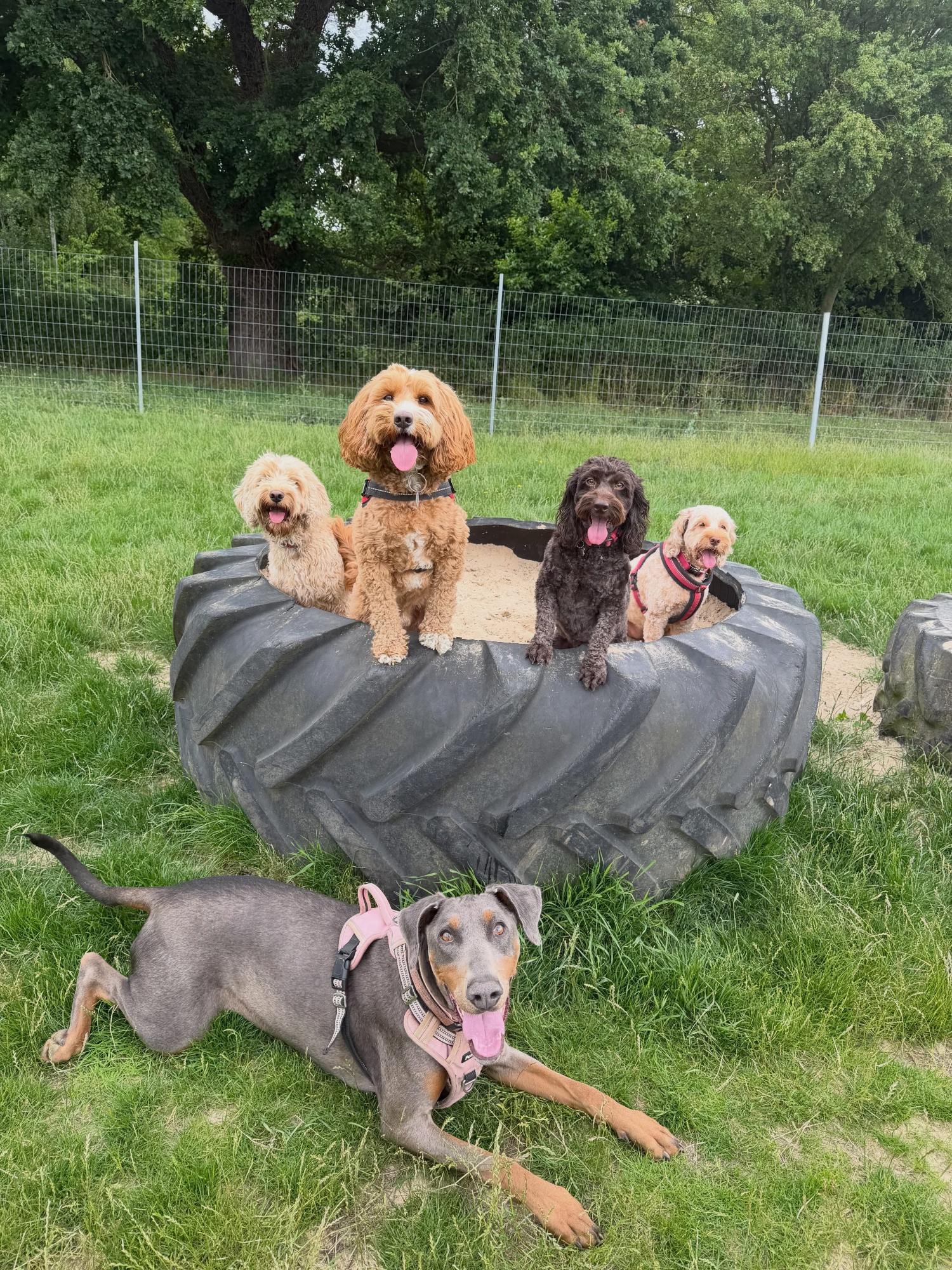 Dogs out with Wright's Dog Walking