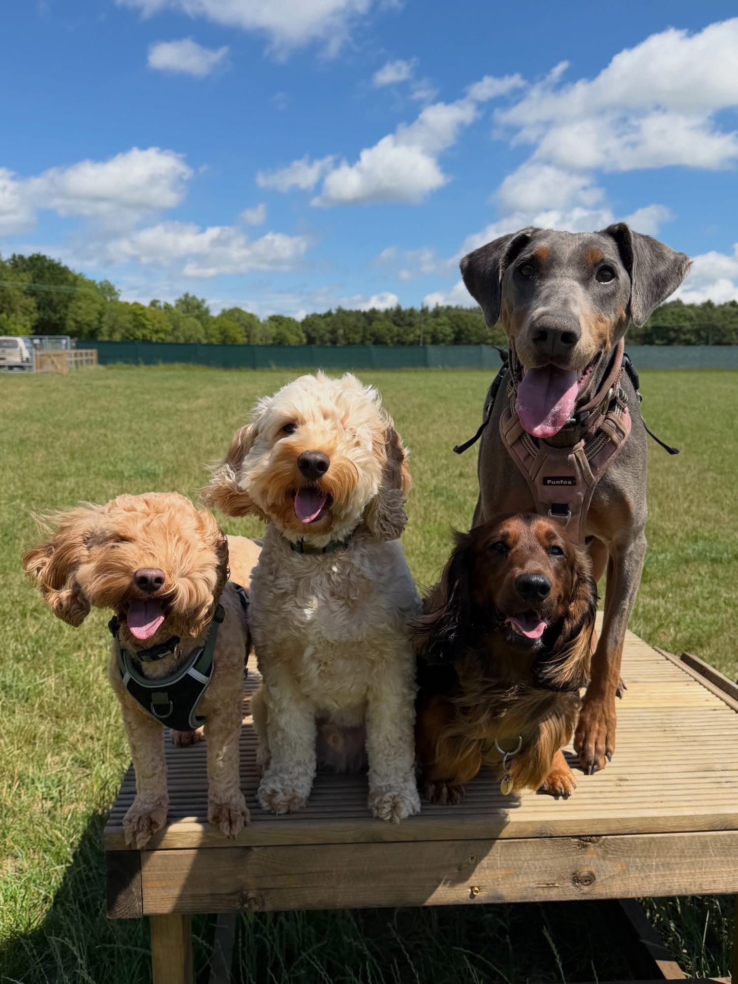 Dogs out with Wright's Dog Walking