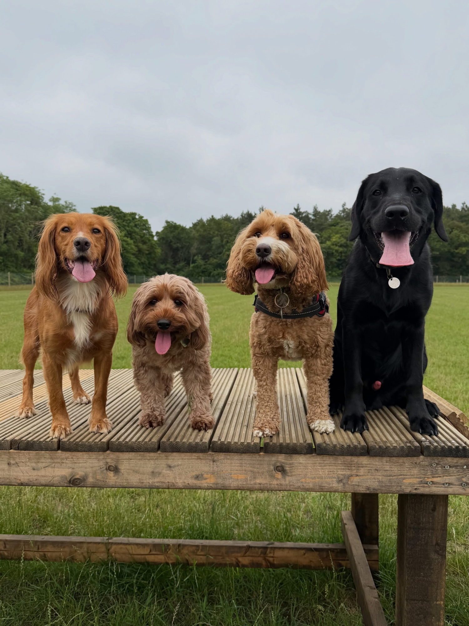 Dogs out with Wright's Dog Walking