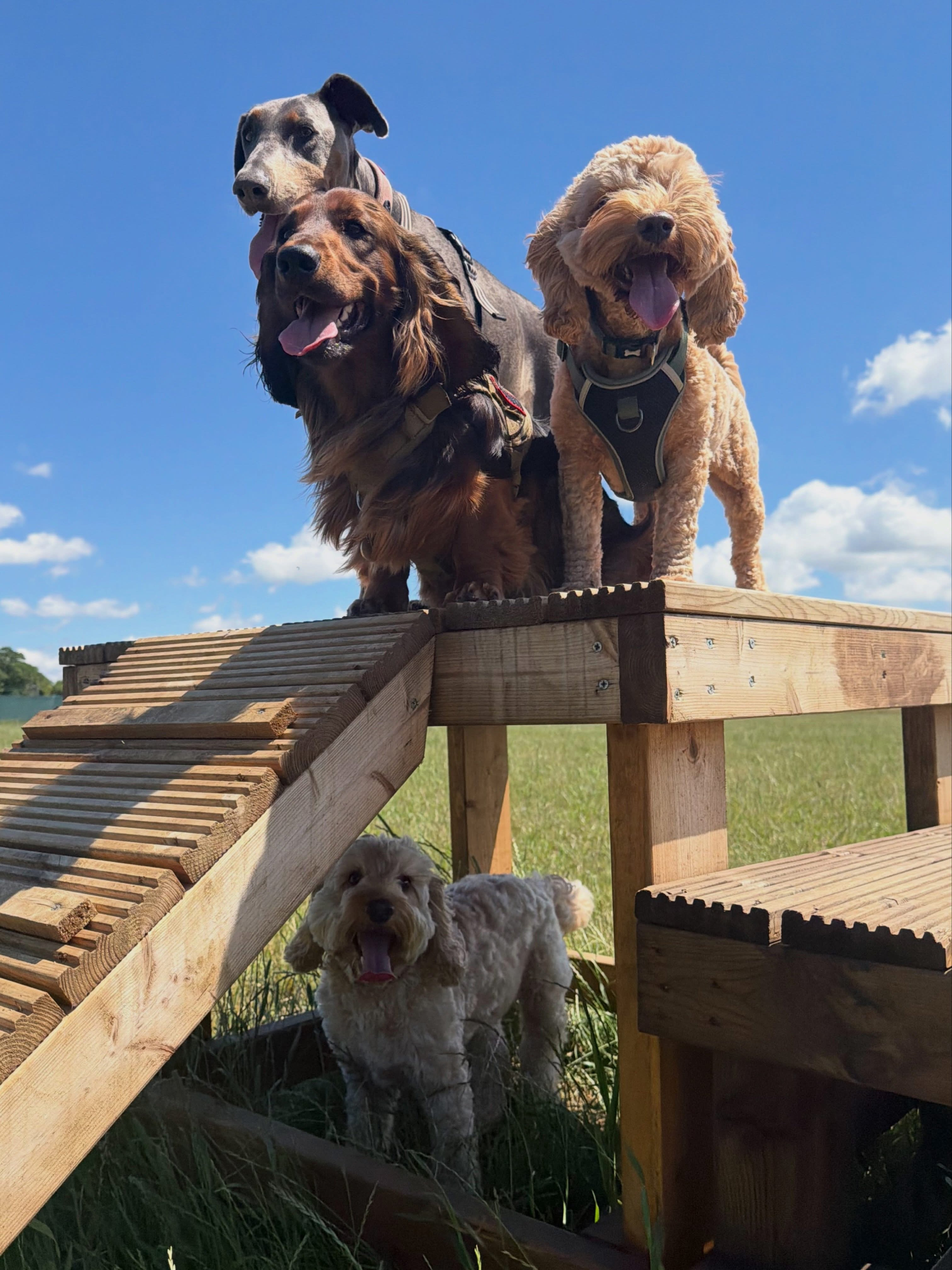 Dogs out with Wright's Dog Walking