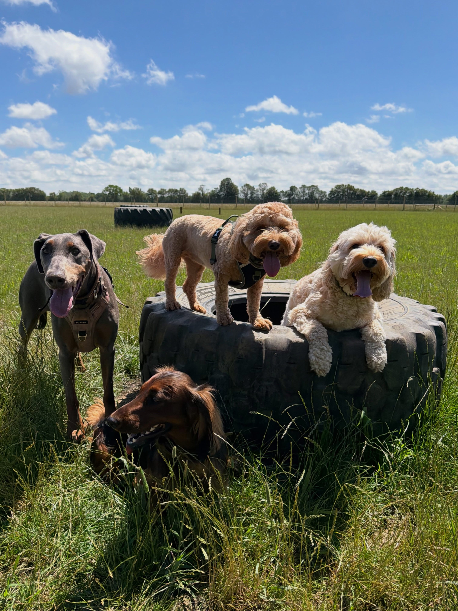 Dogs out with Wright's Dog Walking