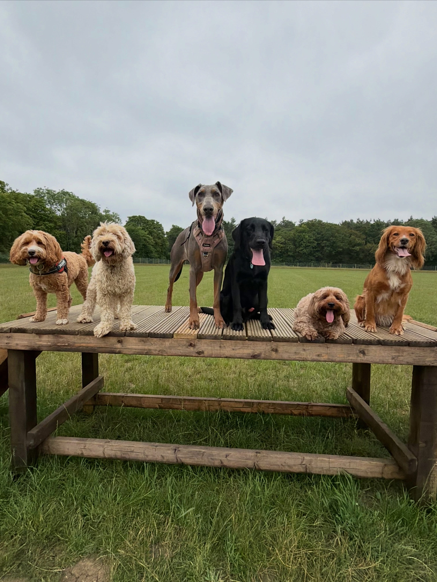 Dogs out with Wright's Dog Walking