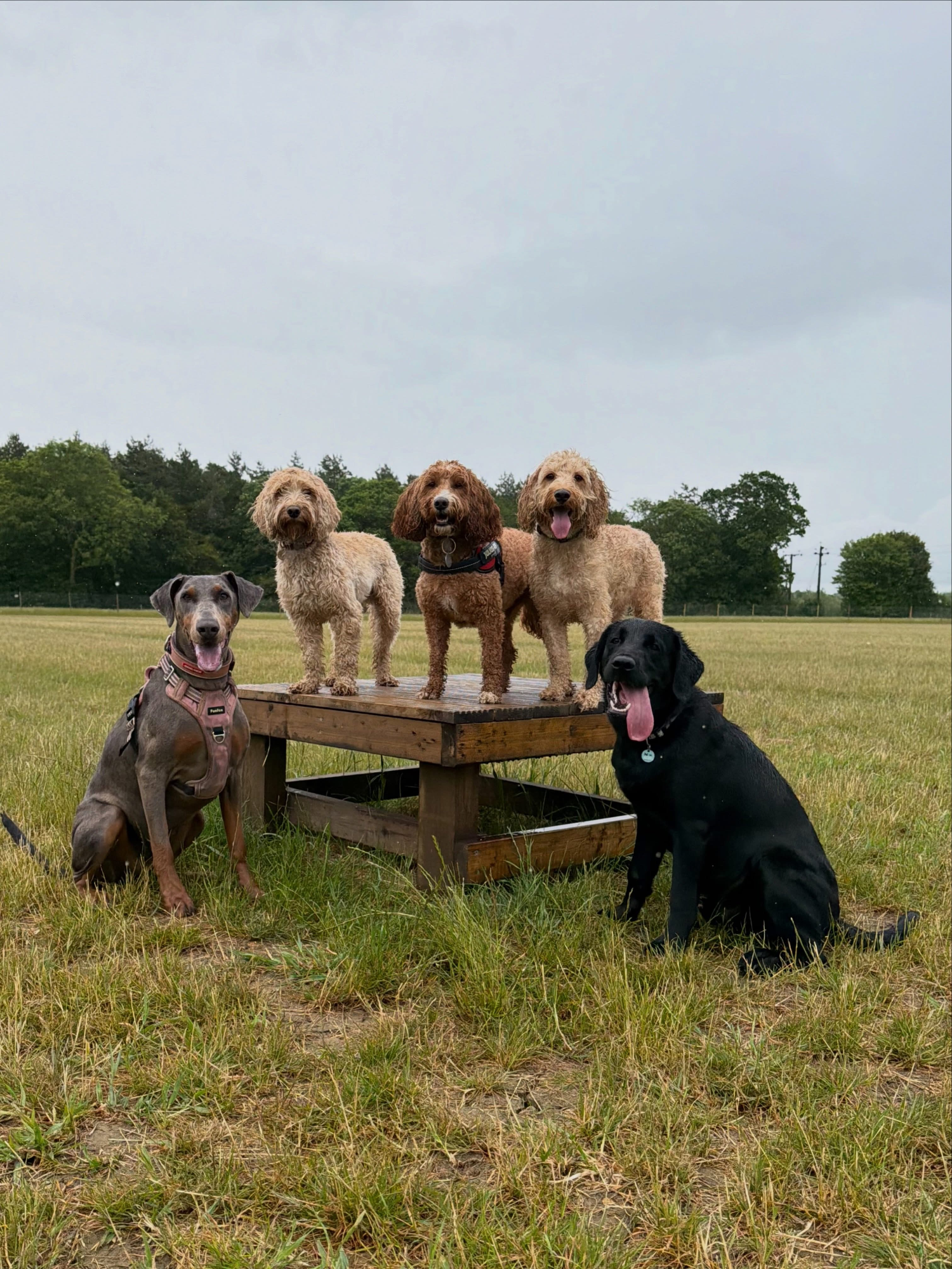 Dogs out with Wright's Dog Walking