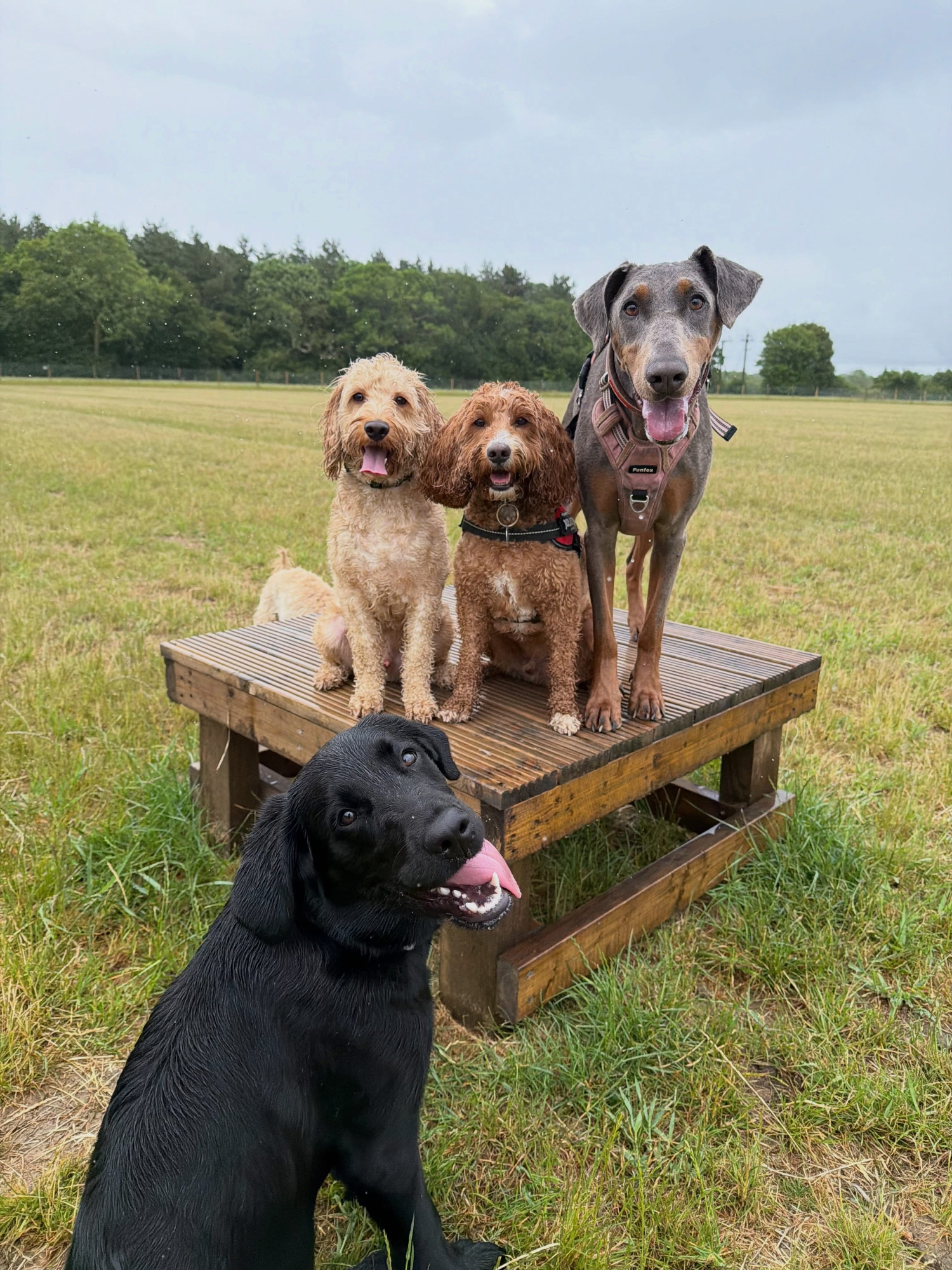 Dogs out with Wright's Dog Walking