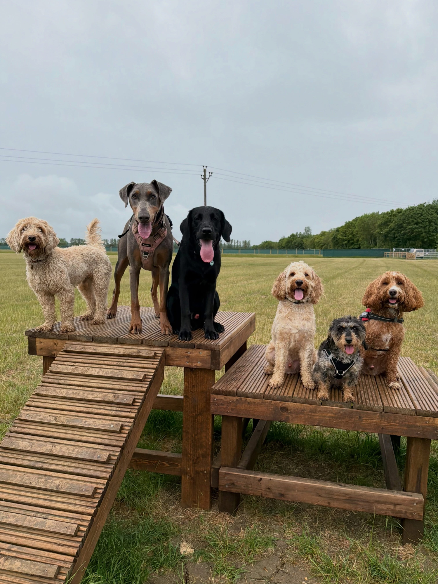Dogs out with Wright's Dog Walking