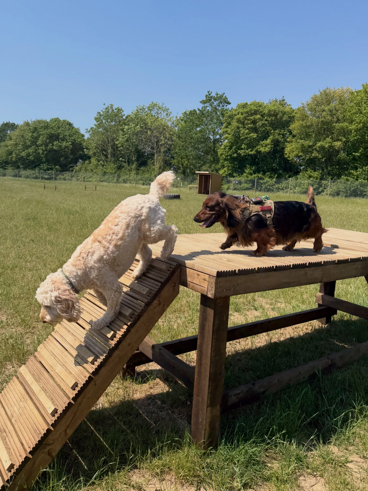 Dogs out with Wright's Dog Walking